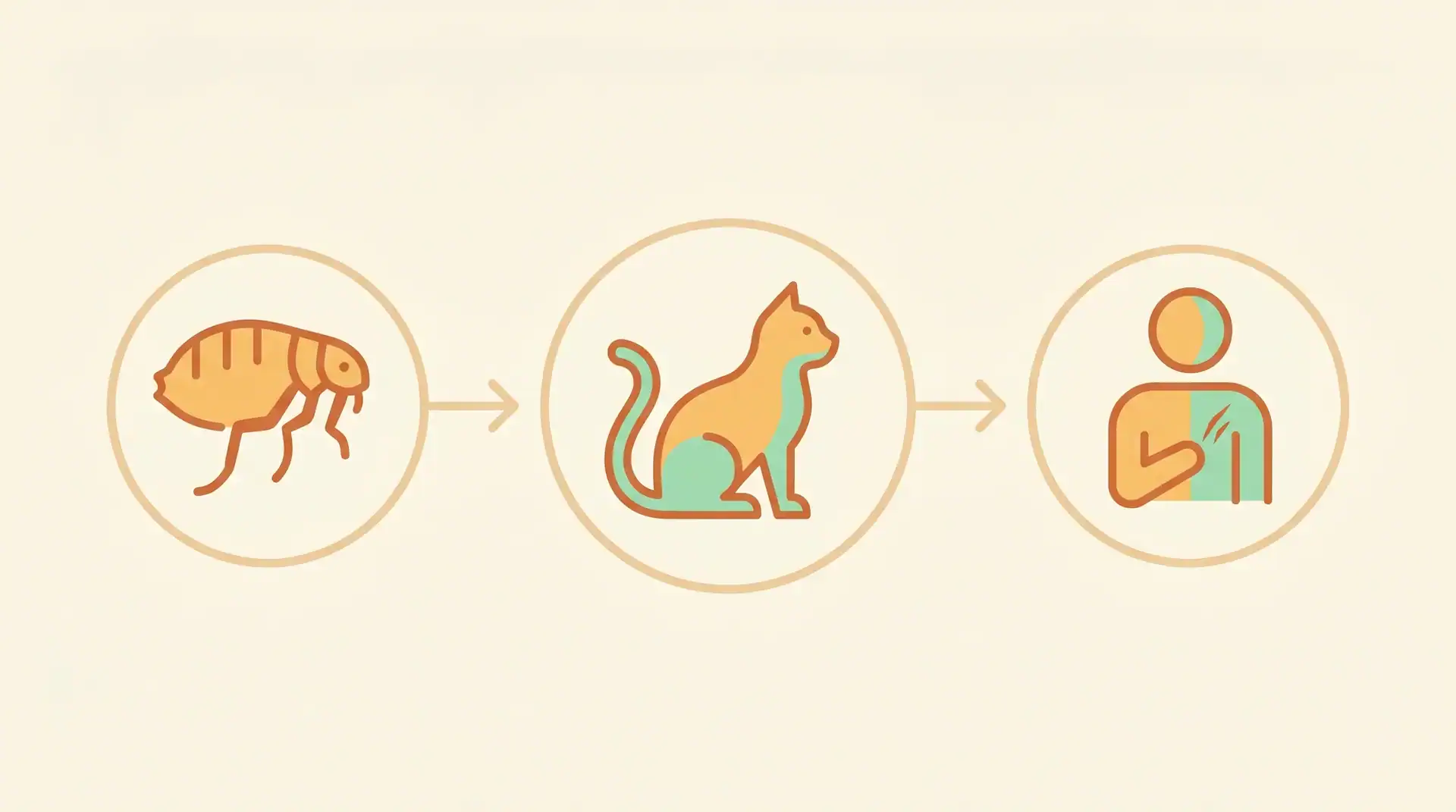 Anschauliche Darstellung der Infektionskette Floh zu Katze zu Mensch bei Bartonella henselae